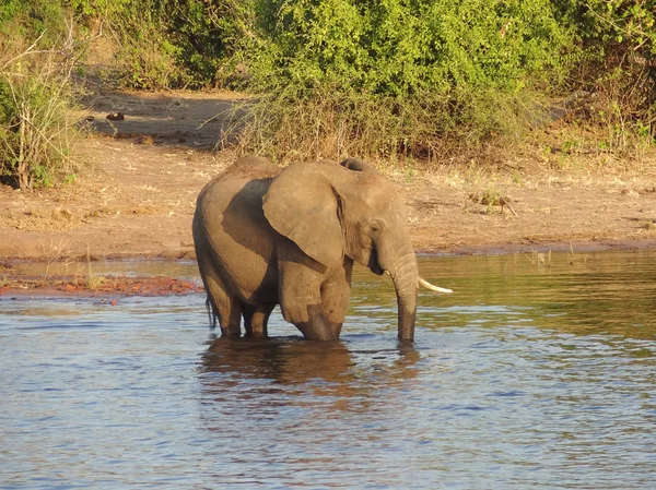 Elefante in Botswana — Foto Stock