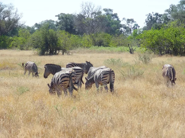 Flock of zebras — Stock Photo, Image