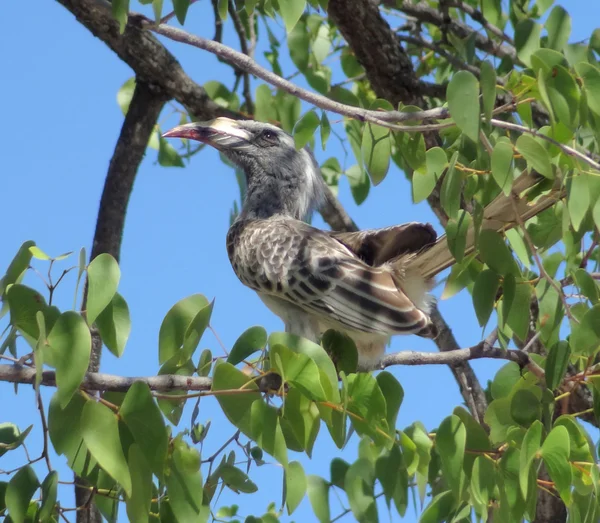 Noordelijke rood-gefactureerde neushoornvogel — Stockfoto