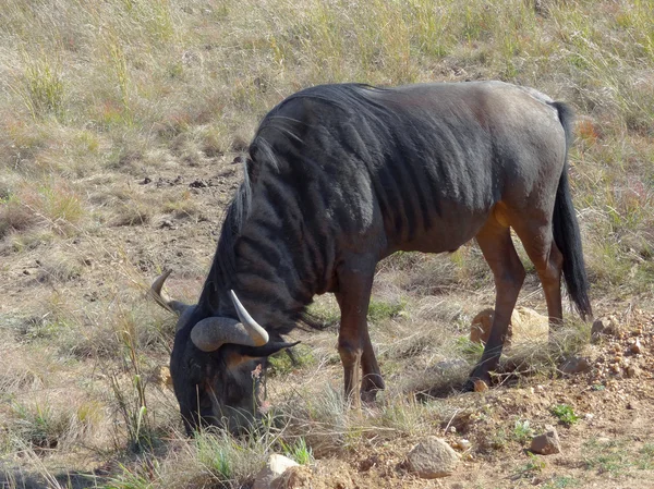 Gnus na África do Sul — Fotografia de Stock