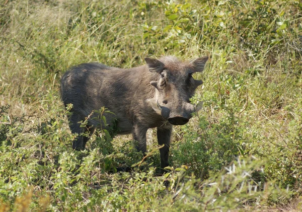 Warzenschwein in Südafrika — Stockfoto