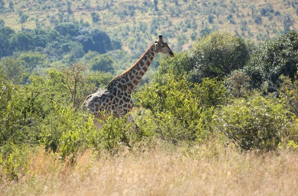 남아 프리 카 공화국에서 기린Żyrafa w Republice Południowej Afryki — 스톡 사진