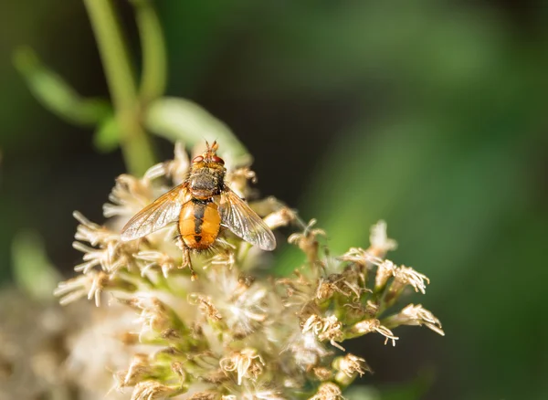 Hoverfly στο κεφάλι λουλούδι — Φωτογραφία Αρχείου