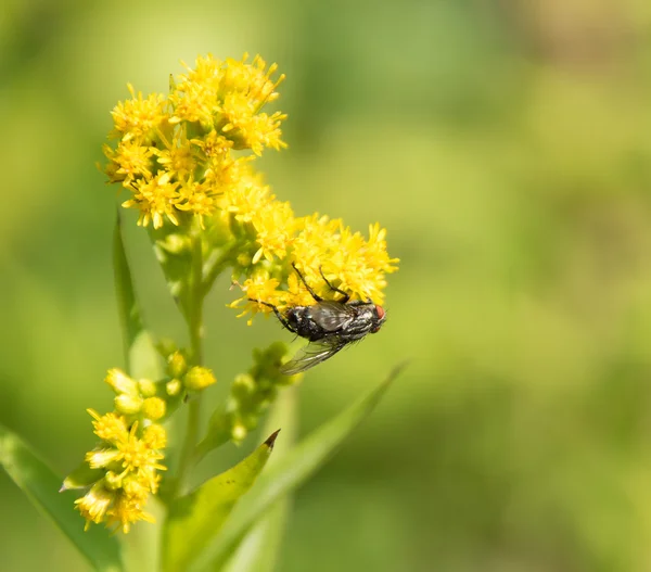 Eti anında sarı çiçek — Stok fotoğraf