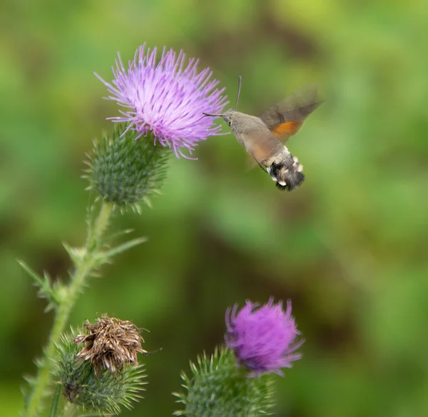 Hummingbird Hawk-moth — Stockfoto