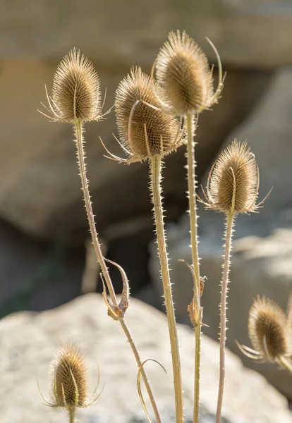 Dry teasel flowers — Stock Photo, Image