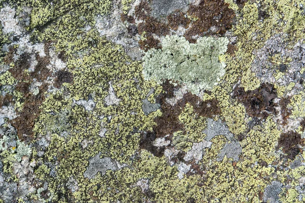 Lichen — Stock fotografie