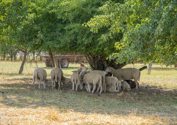 Moutons à l'ombre — Photo