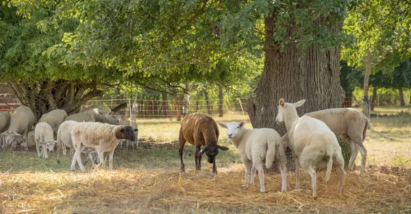 Овцы в тени — стоковое фото
