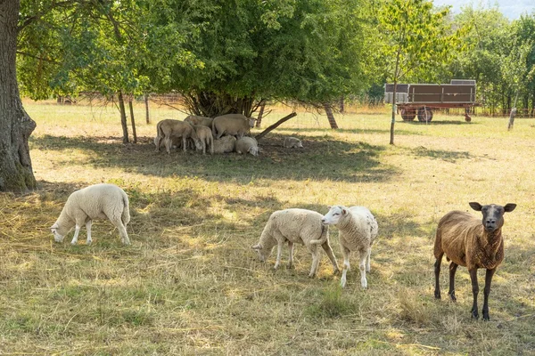 Sheep in the shade — Stock Photo, Image