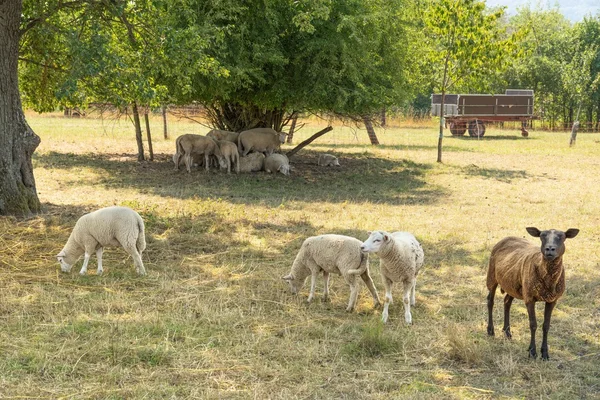 Ovelhas à sombra — Fotografia de Stock