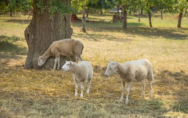 羊在树荫下 — 图库照片