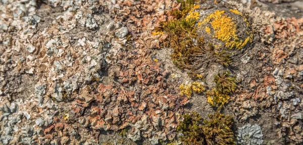 Muschio e licheni — Foto Stock