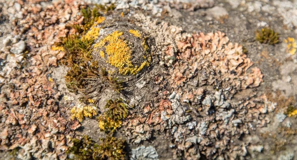 Mech a lišejníky — Stock fotografie