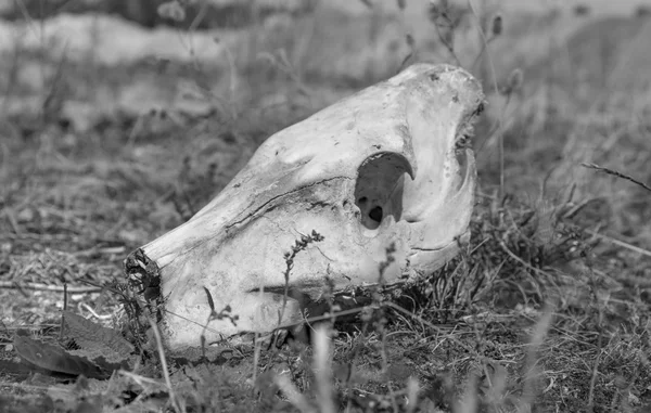 Wild pig skull — Stock Photo, Image