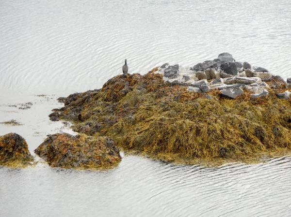 Wybrzeżu Islandii — Zdjęcie stockowe