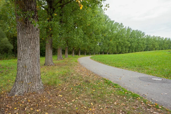 Venkovské avenue — Stock fotografie