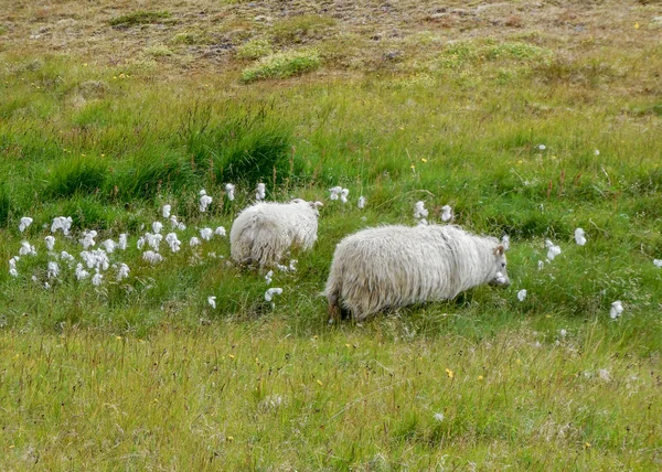 Moutons islandais en Islande — Photo