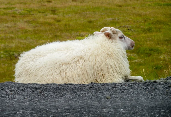 在冰岛冰岛羊 — 图库照片