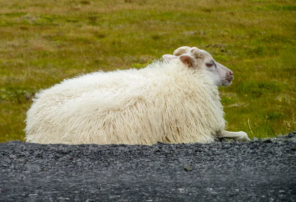 IJslandse schapen in IJsland — Stockfoto