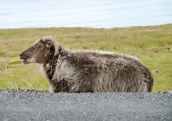 Ισλανδικά-πρόβατα στην Ισλανδία — Φωτογραφία Αρχείου