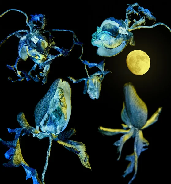 Teste di fiori di colore blu secco illuminate da una luna gialla in un ambiente scuro — Foto Stock