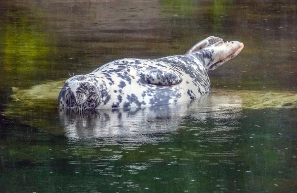 Dotted seal seen in Stockholm, the capital of Sweden — Stock Photo, Image