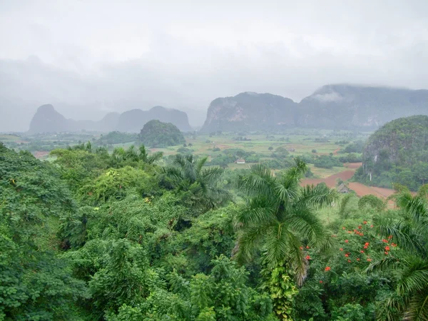 Tropical scene around Vinales Valley in Cuba, a island in the caribbean sea — Stock Photo, Image