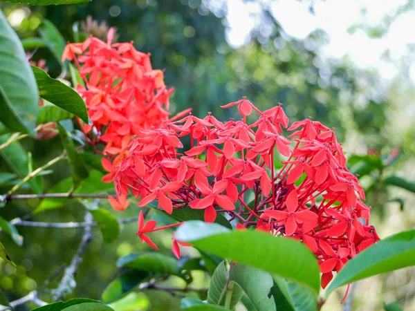 Strauch mit roten Blüten in Kuba — Stockfoto