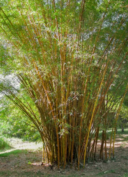 在古巴看到的一个大竹丛 — 图库照片