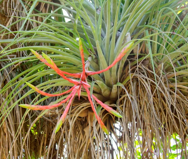 Planta de tillandsia vista en Cuba en ambiente natural — Foto de Stock