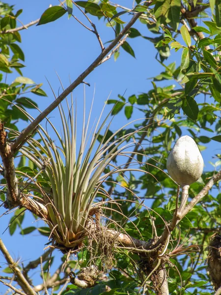 Tillandsia planta vista em Cuba em ambiente natural ensolarado — Fotografia de Stock