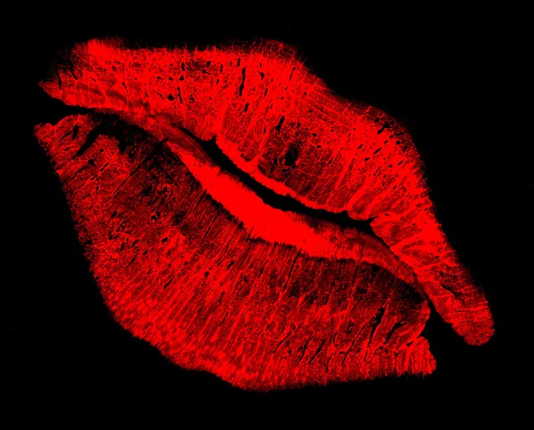 Labios besos rojos — Foto de Stock