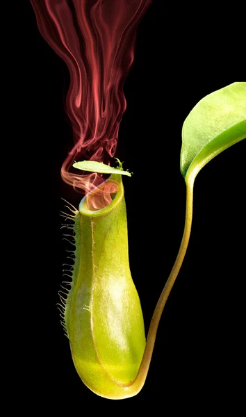 Smoking pitcher plant — Stock Photo, Image
