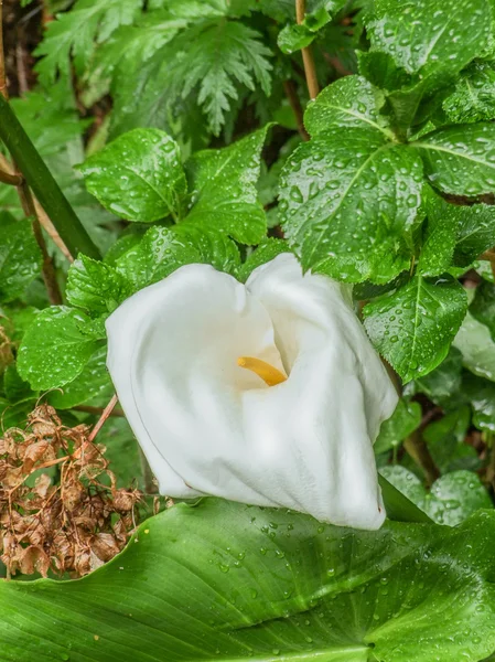 Une fleur de Calla et des feuilles vues à Madère — Photo