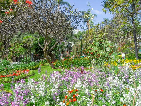 Insel Madeira genannt — Stockfoto