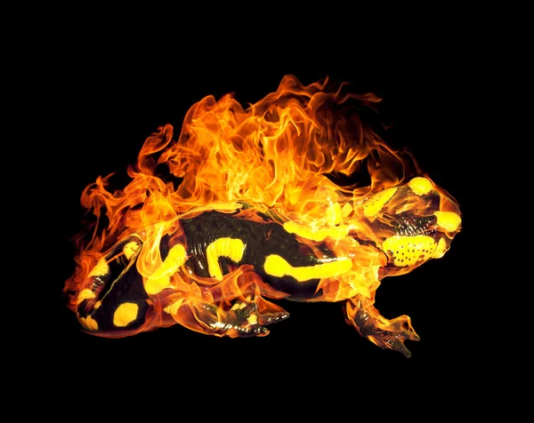 Płonącego ognia Salamandra — Zdjęcie stockowe