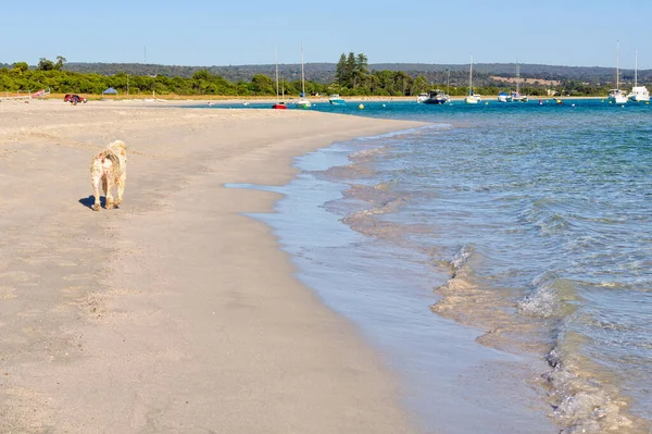 Une Agréable Promenade Après Midi Sur Plage Dunsborough Australie — Photo