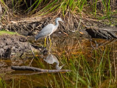 Beyaz yüzlü balıkçıl derede kahvaltı arıyor sığınak koyundaki kamp alanında - Wilsons Promontory, Victoria, Avustralya