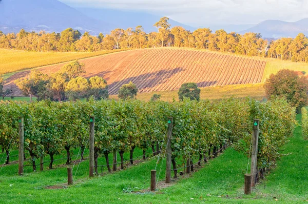 Vista Desde Viñedo Killara Estate Valle Del Alto Yarra Sevilla — Foto de Stock