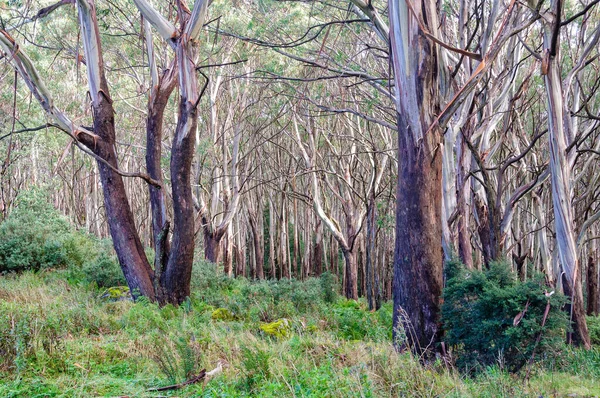 Alpine Ash Woollybutt Trees Summit Mount Donna Buang Warburton Victoria — Stock Photo, Image