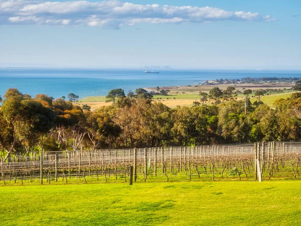 Uitzicht Stad Melbourne Vanaf Jack Rabbit Wijnmakerij Bellarine Peninsula Victoria Rechtenvrije Stockfoto's