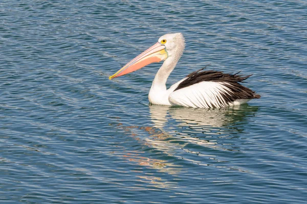 Pelicano Está Desfrutando Água Costeira Baía Georges Helens Tasmânia Austrália — Fotografia de Stock