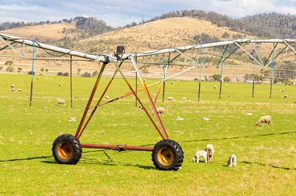 Grazing Sheep Centre Pivot Irrigation System Scamander Tasmanië Australië Stockafbeelding