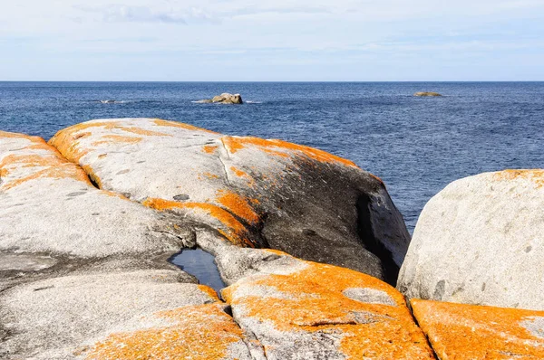 Oranje Korstmossen Bedekte Granieten Rotsblokken Bay Fires Gardens Tasmanië Australië — Stockfoto
