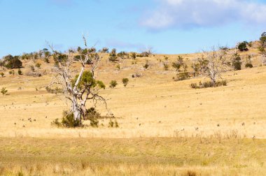 Doğu kıyısındaki kurak bir kıştan sonra - Swansea, Tazmanya, Avustralya