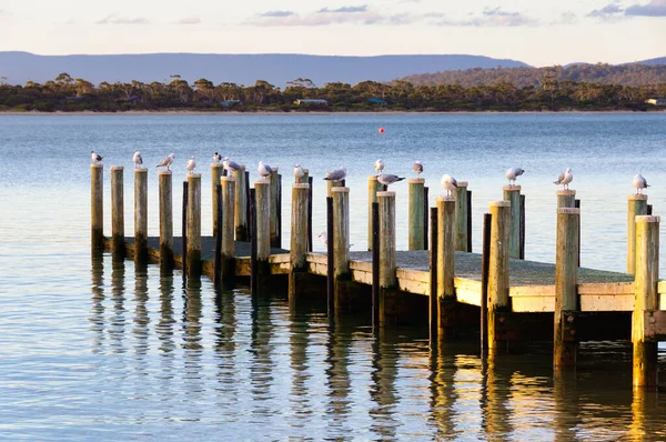 Grupo Gaviotas Descansan Los Polos Pequeño Desembarco Swansea Tasmania Australia Imágenes de stock libres de derechos