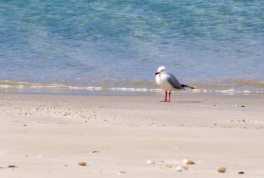 Sahildeki yalnız martı - Orford, Tazmanya, Avustralya