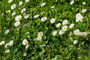 Baharda yaygın papatya - Yarra Vadisi, Victoria, Avustralya