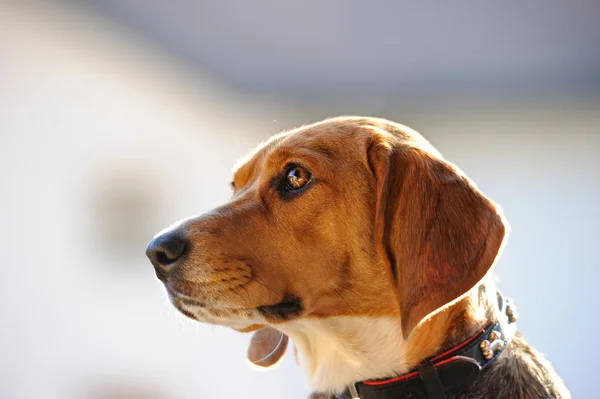 Close-up of Beagle profile — Stock Photo, Image